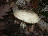 Tricholoma acerbum image