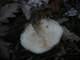Tricholoma acerbum image