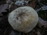 Tricholoma acerbum image