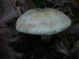 Tricholoma acerbum image