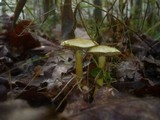 Tricholoma sulphureum image