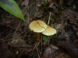 Tricholoma sulphureum image
