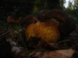 Boletus badius image