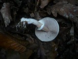 Agaricus silvicola image