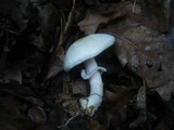 Agaricus silvicola image
