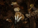 Cortinarius galeobdolon image