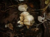Cortinarius galeobdolon image