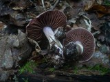 Cortinarius torvus image