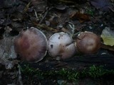 Cortinarius torvus image