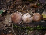 Cortinarius torvus image