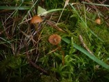 Galerina hypnorum image