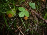 Galerina hypnorum image