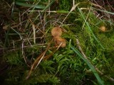 Galerina hypnorum image