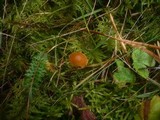 Galerina hypnorum image
