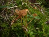 Galerina hypnorum image