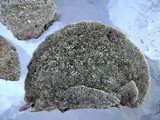 Daedaleopsis confragosa image
