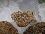 Daedaleopsis confragosa image