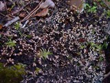 Peltigera hymenina image