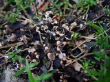 Peltigera hymenina image