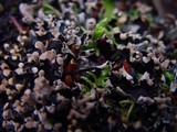 Peltigera hymenina image