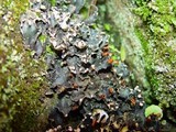 Peltigera hymenina image
