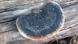 Trametes cingulata image