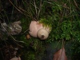 Geastrum rufescens image