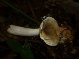 Lactarius fluens image