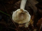 Lactarius fluens image