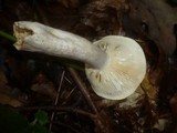 Lactarius fluens image