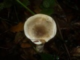 Lactarius fluens image