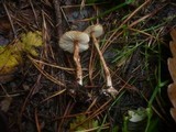 Lepiota castanea image