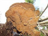 Fuscoporia torulosa image