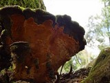 Fuscoporia torulosa image