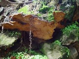 Fuscoporia torulosa image