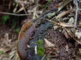 Fuscoporia torulosa image