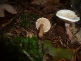 Ripartites tricholoma image