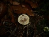 Ripartites tricholoma image