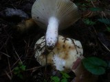 Russula violeipes image