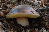Boletus regineus image