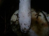 Russula violeipes image
