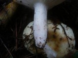Russula violeipes image