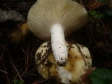 Russula violeipes image