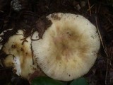 Russula violeipes image
