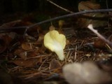 Spathularia flavida image