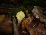 Spathularia flavida image