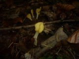 Spathularia flavida image