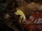 Spathularia flavida image