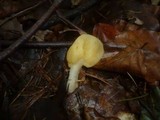 Spathularia flavida image