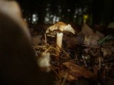 Tricholoma psammopus image